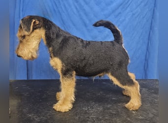 Welsh Terrier (Welpen FCI)