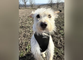 Schüchterner Benno sucht seine Menschen