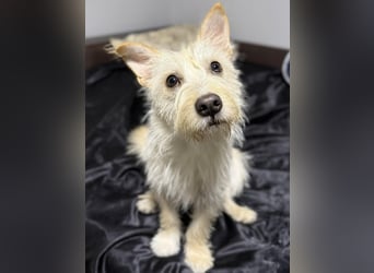 Schüchterner Benno sucht seine Menschen