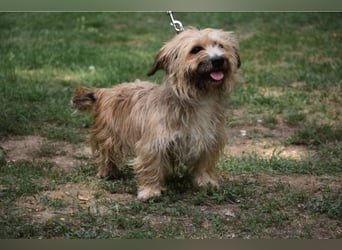 Justin“ ist ein lieber, kleiner Westie-Mix, der ein Zuhause sucht. Geboren 04.2018