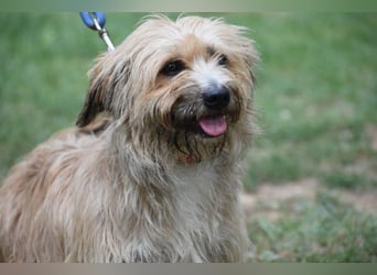 Justin“ ist ein lieber, kleiner Westie-Mix, der ein Zuhause sucht. Geboren 04.2018