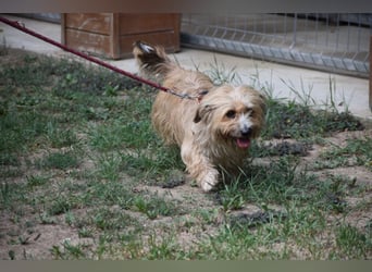 Justin“ ist ein lieber, kleiner Westie-Mix, der ein Zuhause sucht. Geboren 04.2018