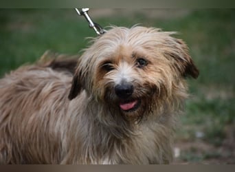 Justin“ ist ein lieber, kleiner Westie-Mix, der ein Zuhause sucht. Geboren 04.2018