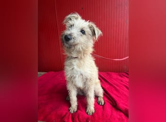 süße kleine MADDIE - 8 Monate, 35cm/6kg - Mischling