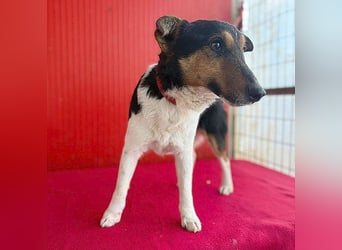 (R)*** süße kleine MADDIE - 8 Monate, 35cm/6kg - Mischling