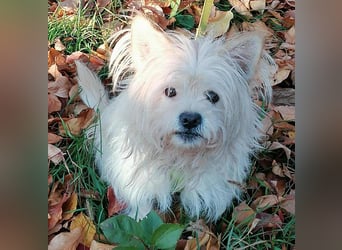 ❤️kleiner Tanzbär FLOH - 11 Jahre, 30cm - White West Highland Terrier-Mix