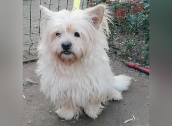 ❤️kleiner Tanzbär FLOH - 11 Jahre, 30cm - White West Highland Terrier-Mix