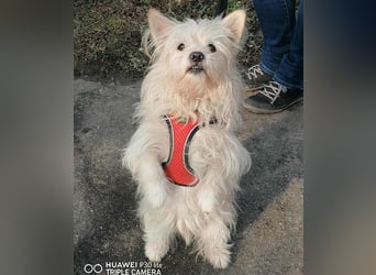 ❤️kleiner Tanzbär FLOH - 11 Jahre, 30cm - White West Highland Terrier-Mix