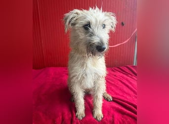 süße kleine MADDIE - 8 Monate, 35cm/6kg - Mischling