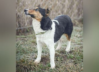 (R)*** süße kleine MADDIE - 8 Monate, 35cm/6kg - Mischling