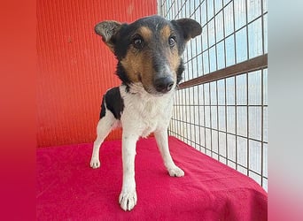 (R)*** süße kleine MADDIE - 8 Monate, 35cm/6kg - Mischling