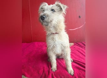 süße kleine MADDIE - 8 Monate, 35cm/6kg - Mischling