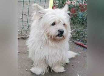 ❤️kleiner Tanzbär FLOH - 11 Jahre, 30cm - White West Highland Terrier-Mix
