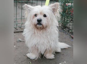 ❤️kleiner Tanzbär FLOH - 11 Jahre, 30cm - White West Highland Terrier-Mix