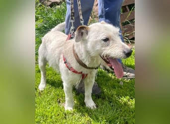 Pötyi VA - aktiv, klug, fröhlich, menschenbezogen