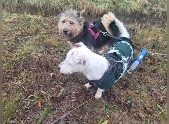 Pötyi VA - aktiv, klug, fröhlich, menschenbezogen