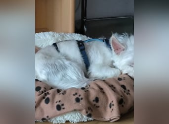 Jerry DE, sucht erfahrene Menschen