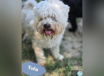 Tofu - rüstiger Rentner