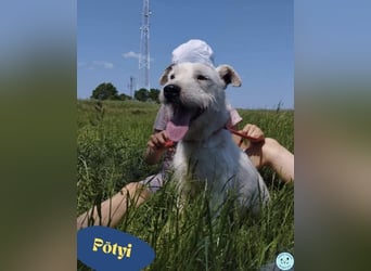 Pötyi VA - aktiv, klug, fröhlich, menschenbezogen