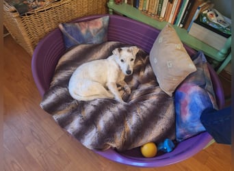 Pötyi VA - aktiv, klug, fröhlich, menschenbezogen