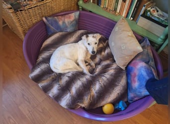 Pötyi VA - aktiv, klug