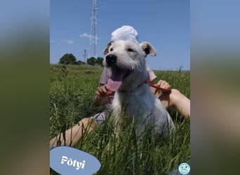 Pötyi VA - aktiv, klug