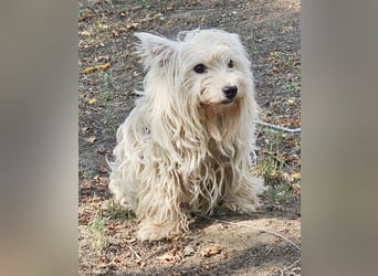 Conchetta sucht ein ruhiges Zuhause
