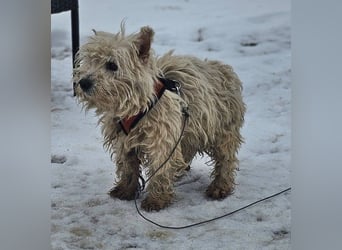 Leslie sucht ein verständnisvolles Zuhause