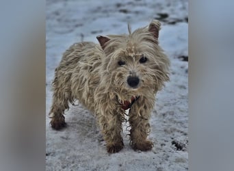 Leslie sucht ein verständnisvolles Zuhause