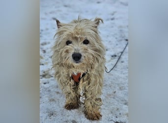 Leslie sucht ein verständnisvolles Zuhause