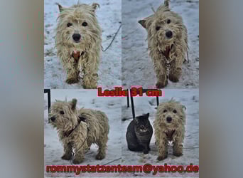 Leslie sucht ein verständnisvolles Zuhause