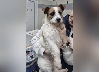 Kokolo ein winziger Engel auf vier Pfoten