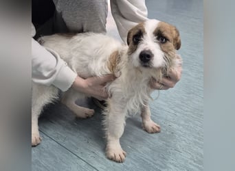 Kokolo ein winziger Engel auf vier Pfoten