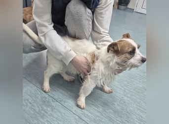 Kokolo ein winziger Engel auf vier Pfoten