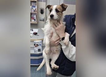 Kokolo ein winziger Engel auf vier Pfoten