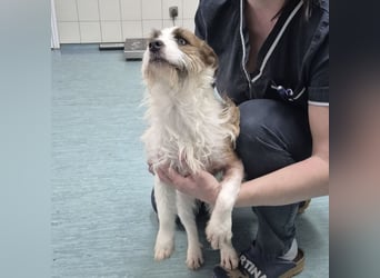 Kokolo ein winziger Engel auf vier Pfoten