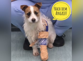 Kokolo ein winziger Engel auf vier Pfoten