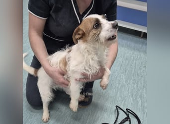 Kokolo ein winziger Engel auf vier Pfoten