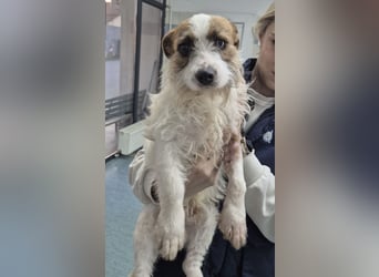 Kokolo ein winziger Engel auf vier Pfoten