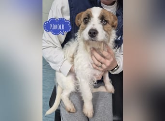 Kokolo ein winziger Engel auf vier Pfoten