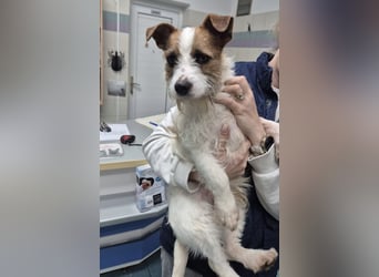 Kokolo ein winziger Engel auf vier Pfoten