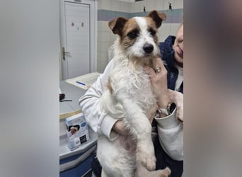 Kokolo ein winziger Engel auf vier Pfoten