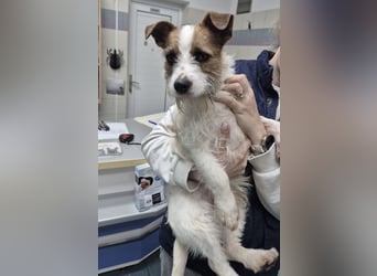 Kokolo ein winziger Engel auf vier Pfoten