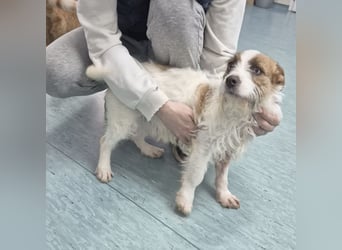 Kokolo ein winziger Engel auf vier Pfoten