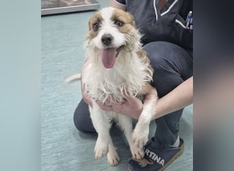 Kokolo ein winziger Engel auf vier Pfoten