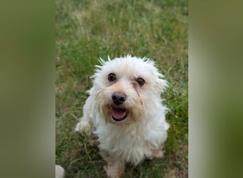 Wilma ( Boxi), liebenswertes Westhighland Terrier/ Malteser Mädchen geb. 03/2018