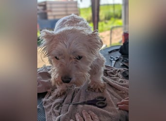 Boxi, liebenswertes Westhighland Terrier/ Malteser Mädchen geb. 03/2018