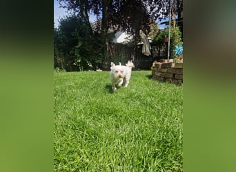 Wilma ( Boxi), liebenswertes Westhighland Terrier/ Malteser Mädchen geb. 03/2018