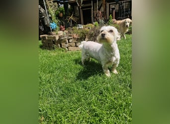 Wilma ( Boxi), liebenswertes Westhighland Terrier/ Malteser Mädchen geb. 03/2018