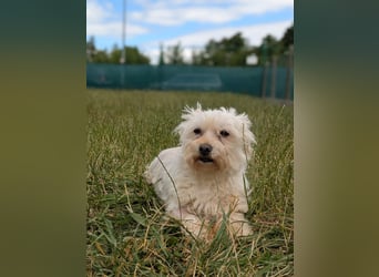 Wilma ( Boxi), liebenswertes Westhighland Terrier/ Malteser Mädchen geb. 03/2018